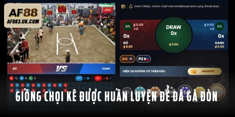 3 giống chiến kê đá đâu thắng đó khi vào sới 3 giống chiến kê đá đâu thắng đó khi vào sới