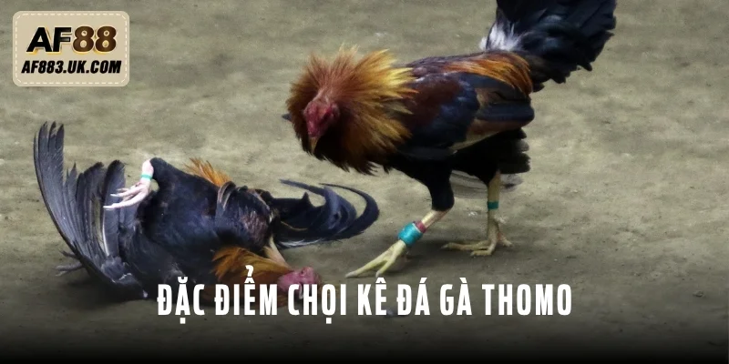 Chọi kê tham gia đá gà Thomo cần có một số đặc điểm Chọi kê tham gia đá gà Thomo cần có một số đặc điểm