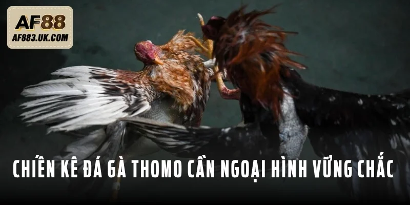 Đá gà Thomo bất bại cần có ngoại hình vững chãi Đá gà Thomo bất bại cần có ngoại hình vững chãi