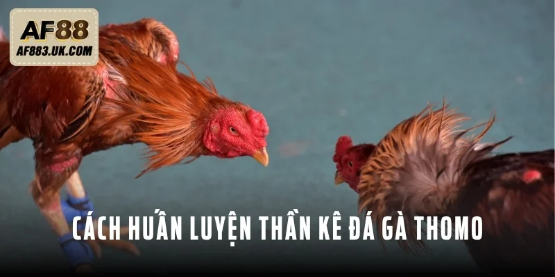 Hướng dẫn sư kê huấn luyện gà chiến hiệu quả Hướng dẫn sư kê huấn luyện gà chiến hiệu quả