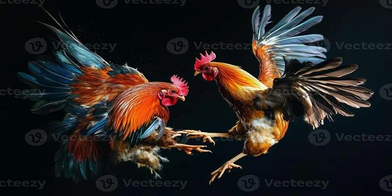 Giống gà thái nổi bật năm 2025 Giống gà thái nổi bật năm 2025