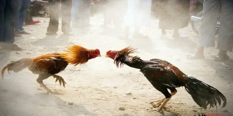 Góc nhìn chuyên gia về đá gà thái năm 2025 Góc nhìn chuyên gia về đá gà thái năm 2025